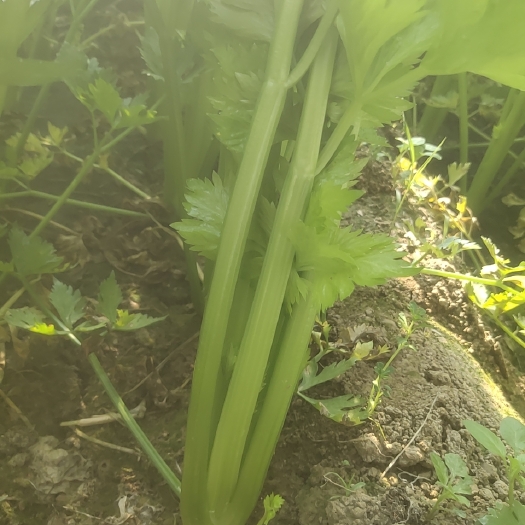 曹县芹菜大量上市，色泽好，，信誉第一，欢迎新老客户选购，