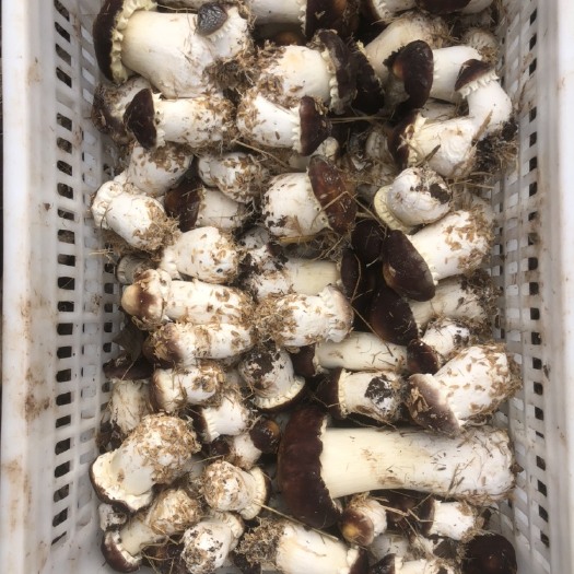莒县产地直供 赤松茸 大球盖菇 各种规格 基地直发