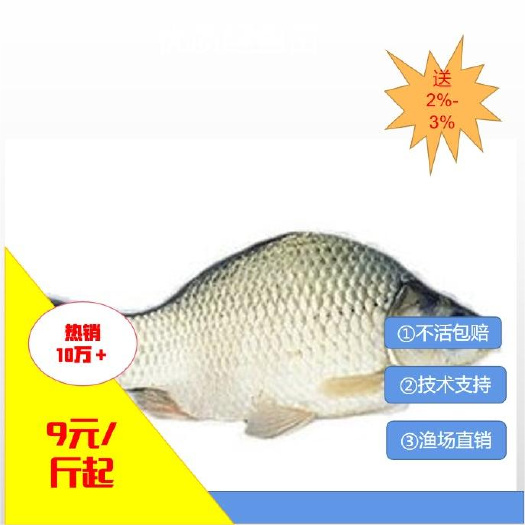 [批发】鲫鱼。量大从优、基地直供、免费送货上门。