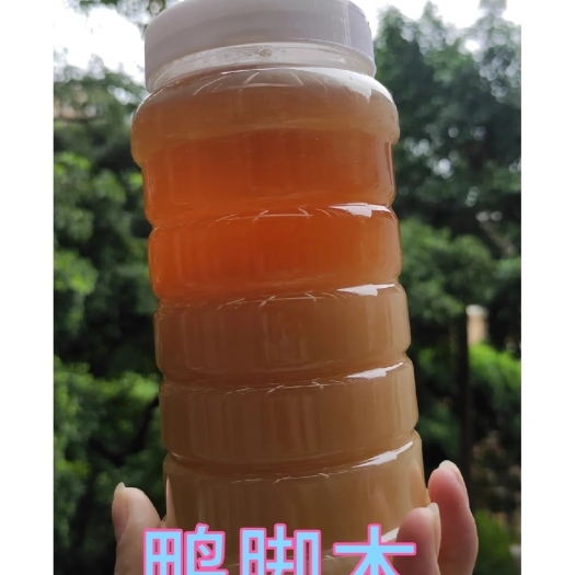 惠州鸭脚木冬蜜  天然土蜂蜜