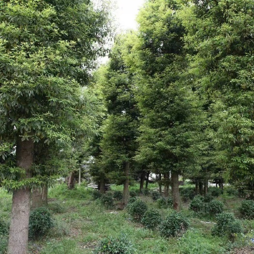 长沙金丝楠木