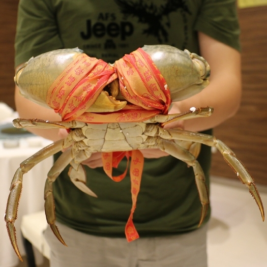 连云港海捕大青蟹满肉