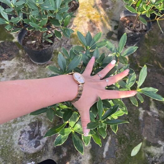 漳平市金边盆栽瑞香