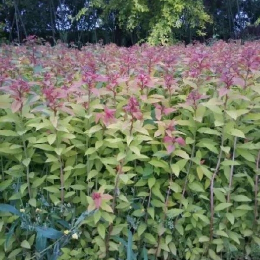 长沙粉花绣线菊