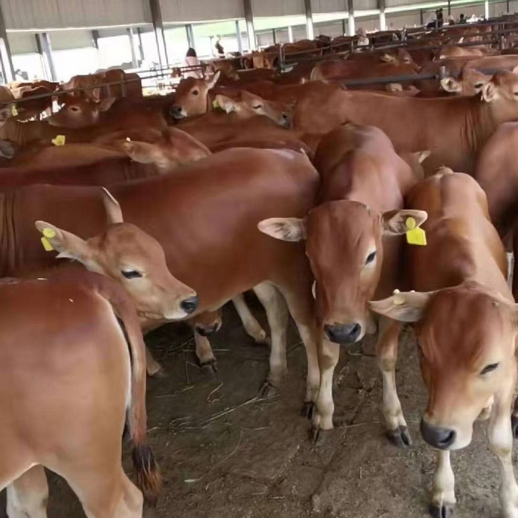 西门塔尔牛肉牛犊 肉牛苗养殖场 活牛育肥牛活体改良黄牛苗