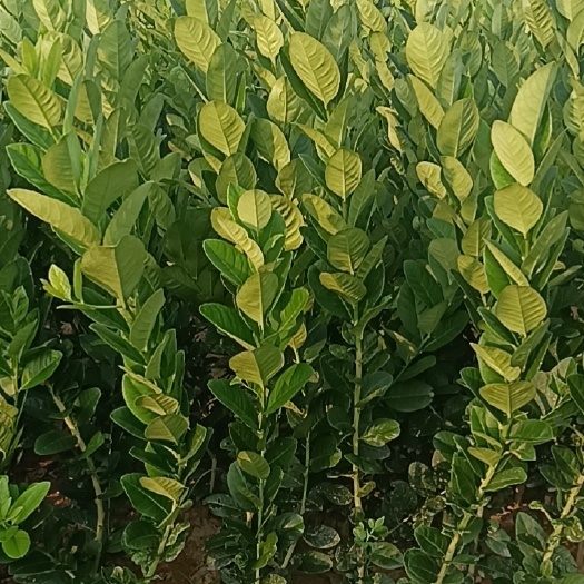 广东无籽香水柠檬苗