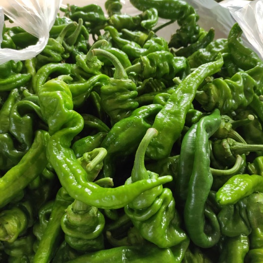望江县精品螺丝椒