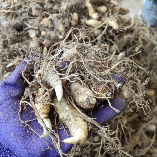 池州黄精种苗多花姜型黄精块茎种芽 多芽饼状生长三年大苗