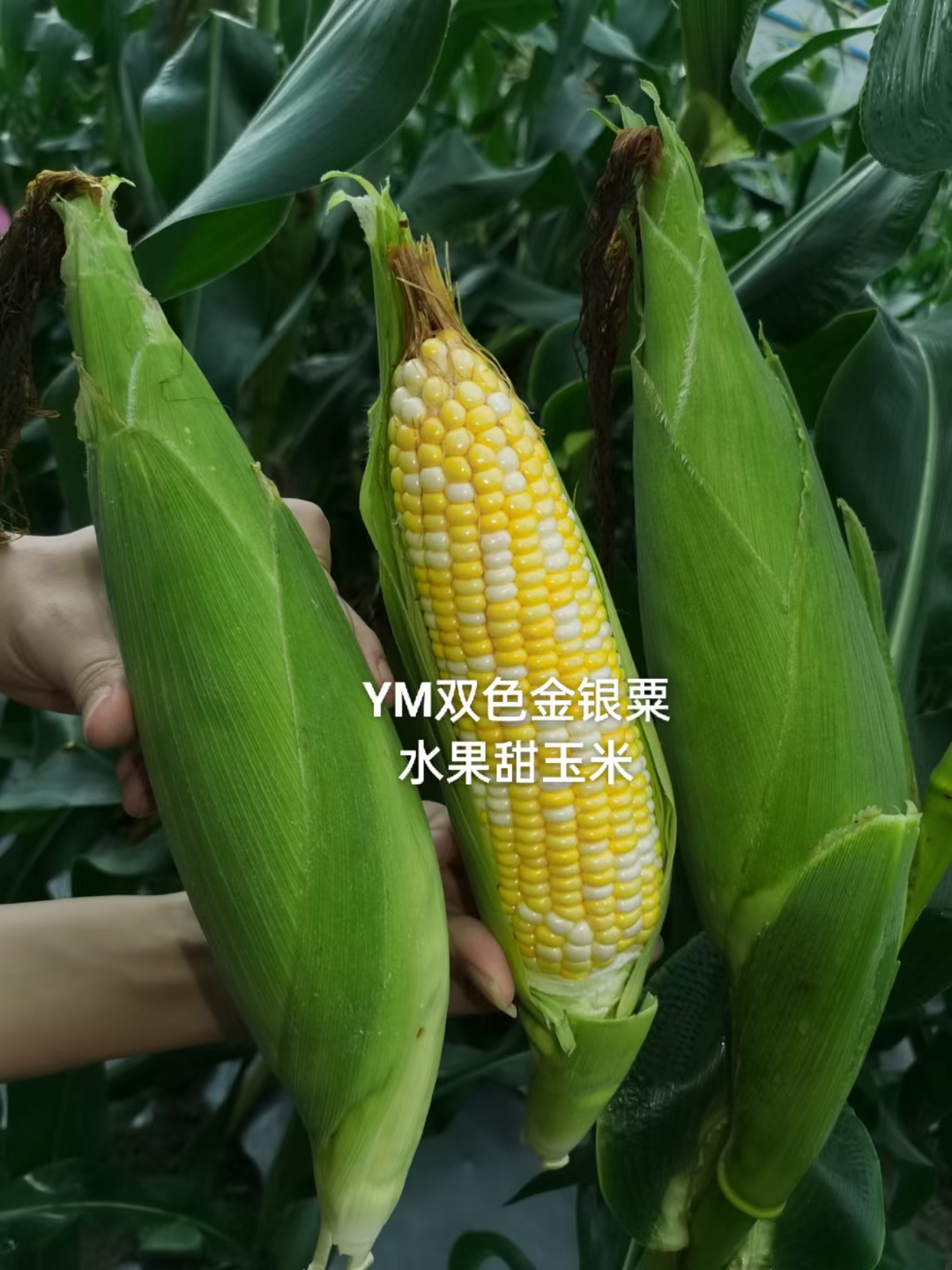 超甜金银栗2号玉米种籽四季特大水果甜玉米种孑省农科院种子