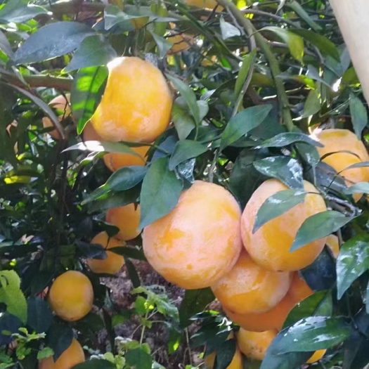 脐橙