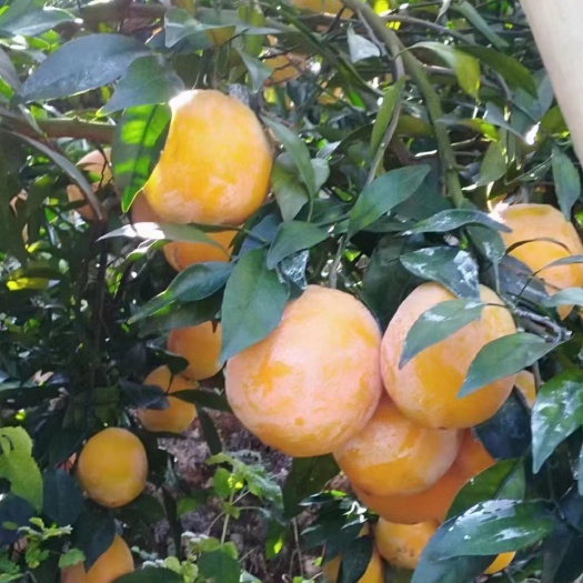 湄潭县脐橙