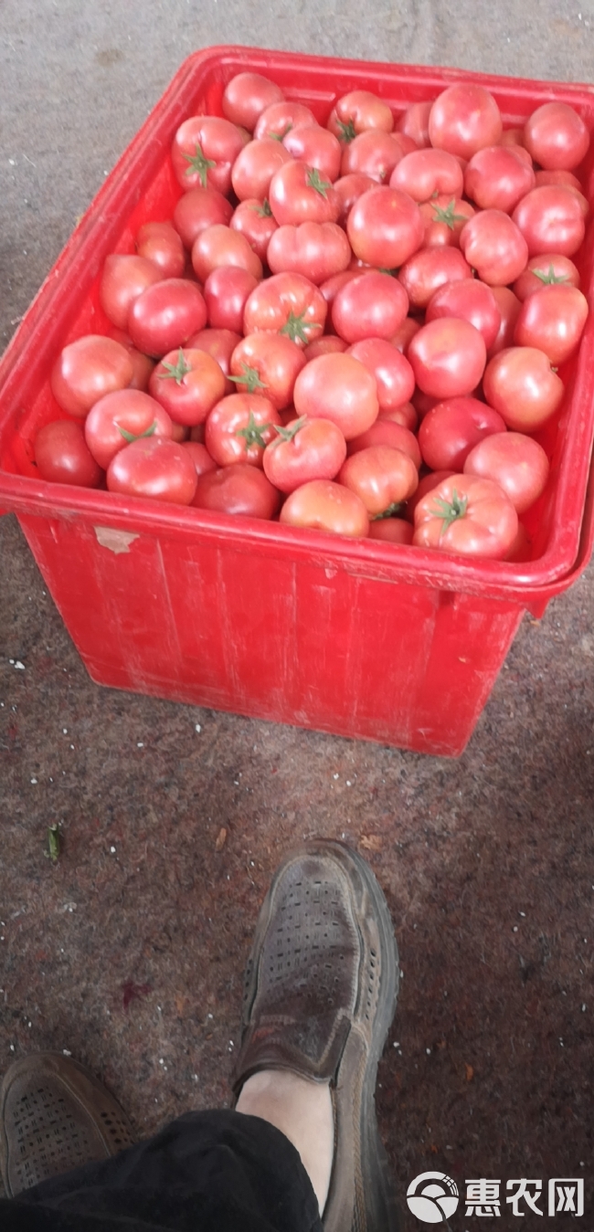 暖棚硬粉西红柿今日价格2.6一3.4
