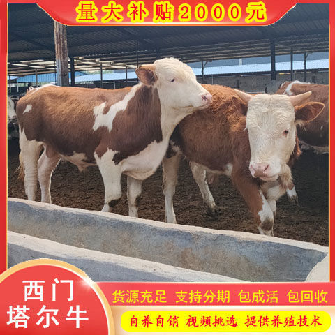 西门塔尔牛肉牛犊 肉牛苗养殖场 活牛育肥牛活体改良黄牛苗