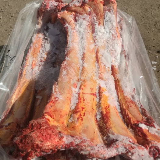 锡林浩特草原黄牛肋排