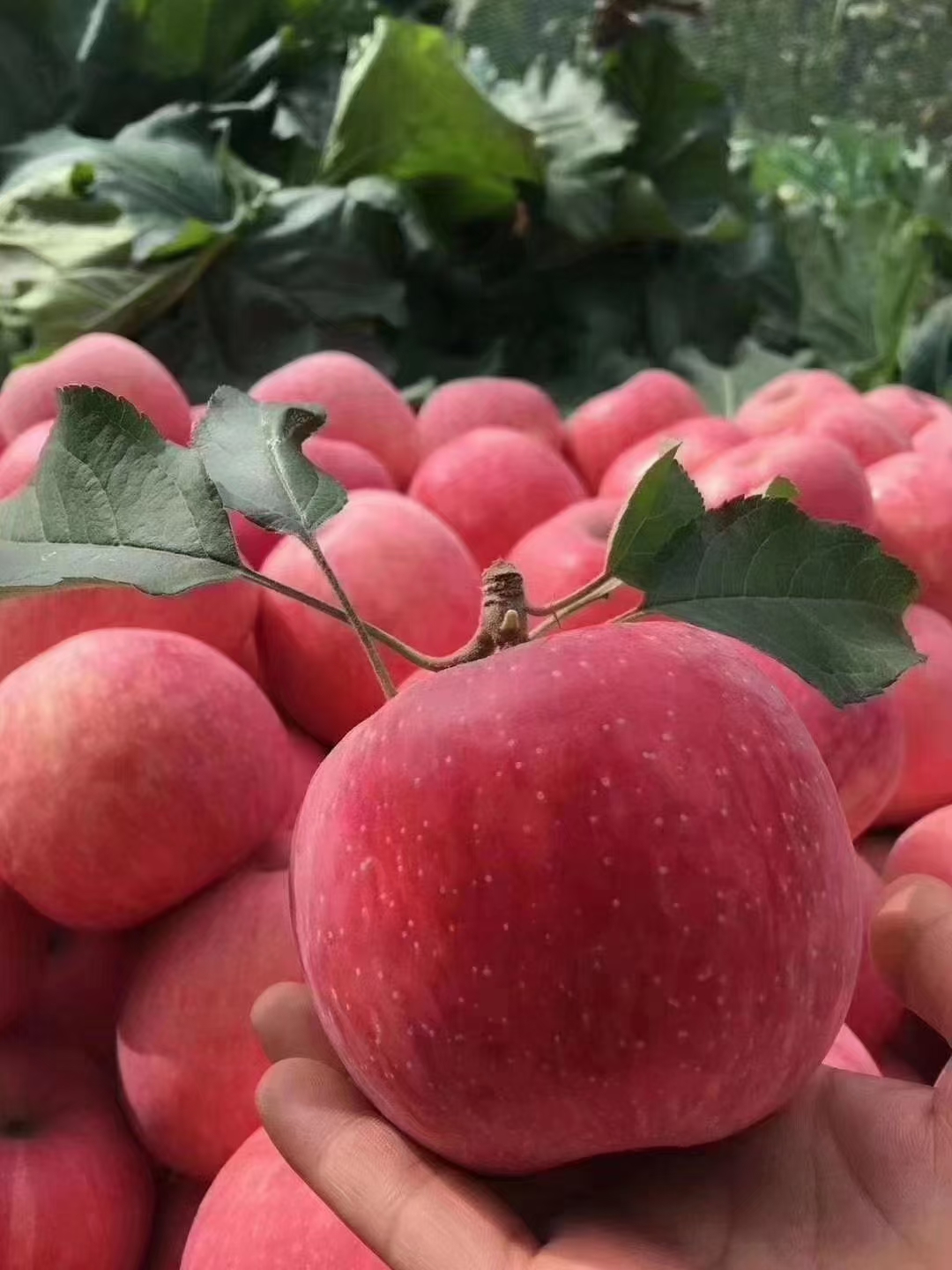 延安壶口黄土高原晚熟红富士特大果12颗包邮