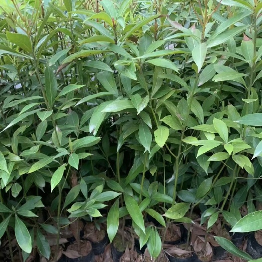 广州名贵楠木树苗，金丝楠，桢楠闽楠