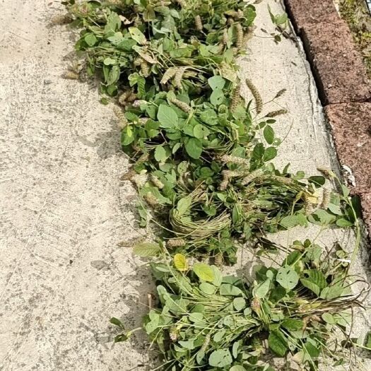 梧州广西狸尾草羊咩香中草药材茶滋批发产地包邮直发