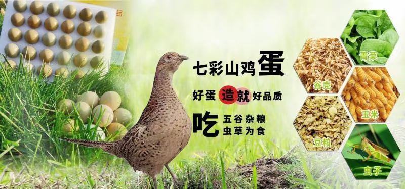祁东县长年批发零售七彩山鸡蛋