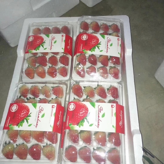 长丰县长丰红颜草莓现以上市，欢迎个大老板前来采购。承接各种包装。