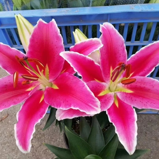 广州香水百合花种球盆栽大丽花卉绿植物室内好养活四季开花香水百