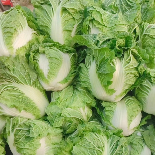 通许县白菜大量供应 夏阳白，小棵夏先锋