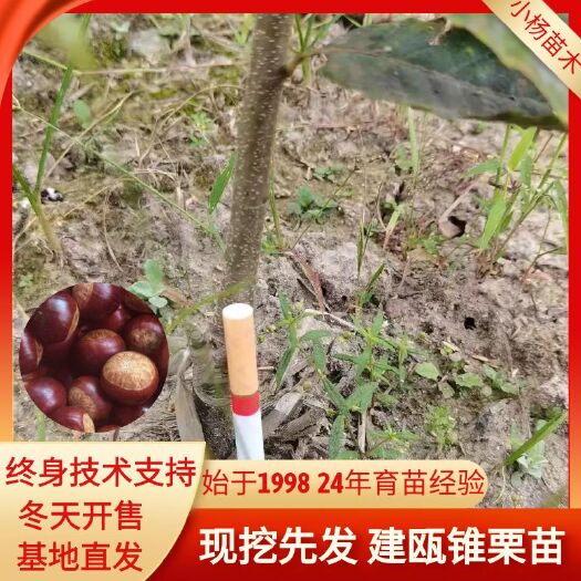 松溪县建瓯锥栗苗，嫁接苗2024-2025年现货