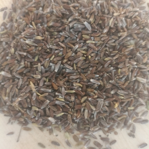 平泉市朱砂点 北苍术种子