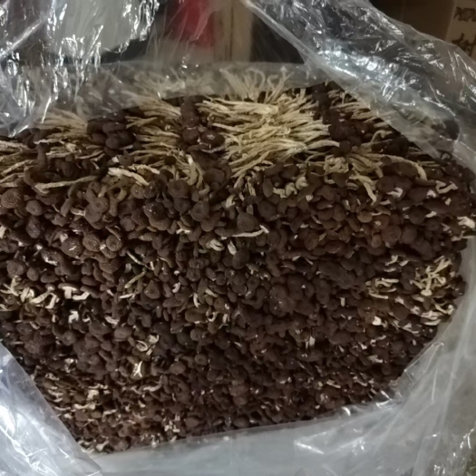 广昌县广昌5号茶树菇   自产自销5号茶树菇