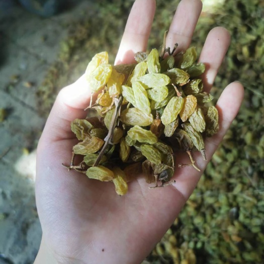 吐鲁番无核白葡萄干