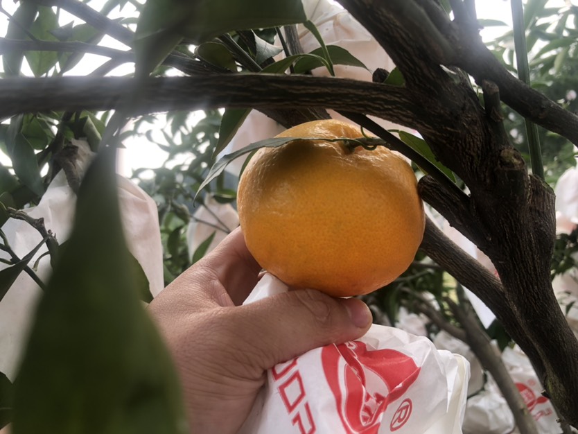四川春见耙耙柑，一件代发！产地直销！