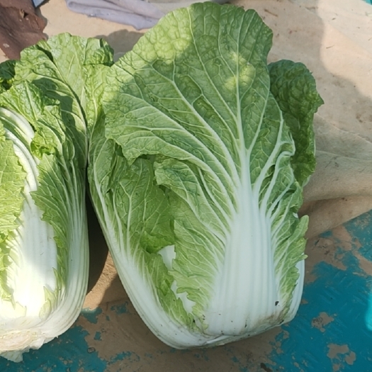 博爱县精品黄心白菜