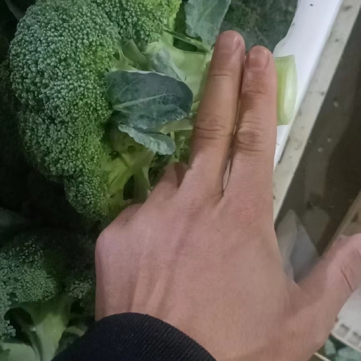 贵阳西兰花，质量杠杠的，需要的老客户可提前下