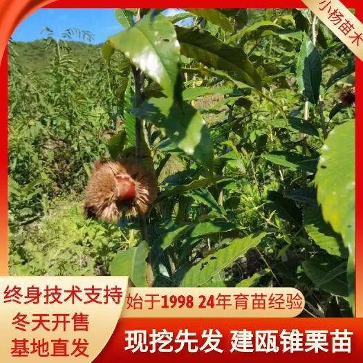 松溪县锥栗苗  锥栗嫁接苗，处暑红2年苗