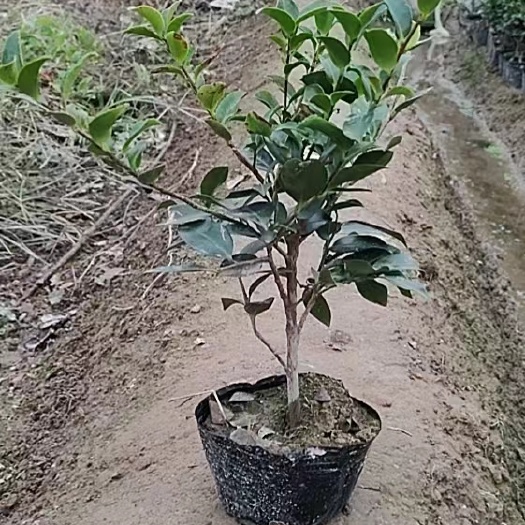 金华茶梅出售 大杯 量多有意者私聊 可以小刀