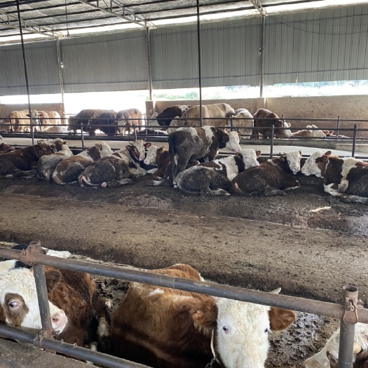 绵阳四川地区厂家直销批发（西门塔尔牛）：活牛、牛肉、牛杂、牛腱。