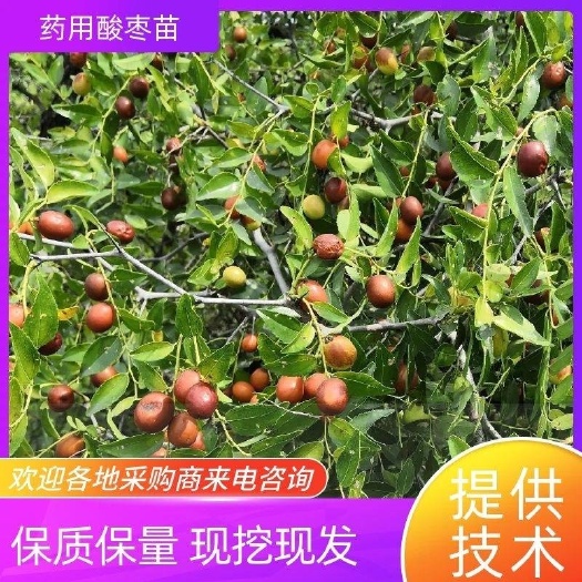 赞皇县二年挂果冀酸药用酸枣苗，，0.4粗～1.5公粗混合苗