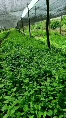 牛尾菜种苗 牛尾蕨   鞭干蕨 龙须蕨籽育苗 多芽头地栽苗
