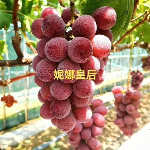 长沙包邮妮娜皇后葡萄苗嫁接苗品种保证妮娜公主售后3年品种保纯保真