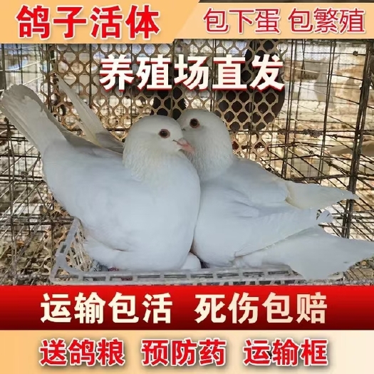 涡阳县自家养的鸽子 成品鸽 商品鸽 乳鸽