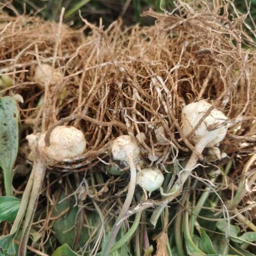 曲靖滇黄精种苗新鲜直供药材种植两年苗基地直发规格齐全量大从优