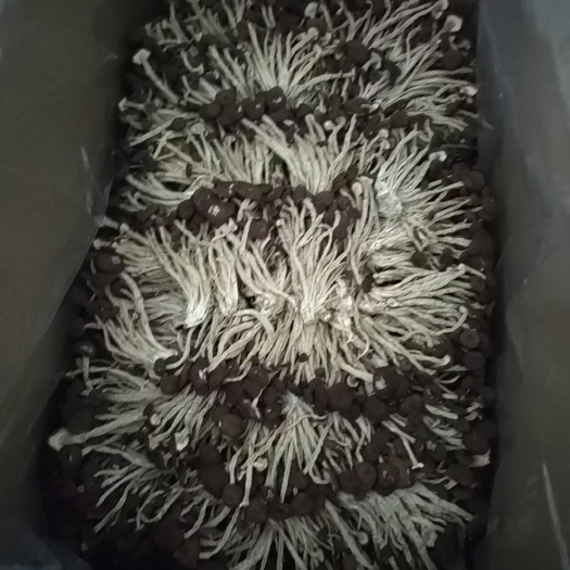 广昌县广昌5号茶树菇  茶树菇