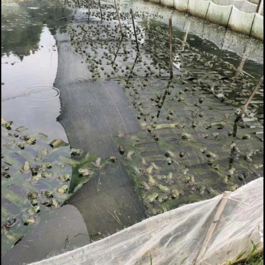 广州牛蛙 产地大量活体 牛蛙肉多多水产 田鸡现货现捞现发活物批发