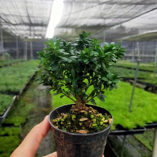 南靖县黄杨盆景