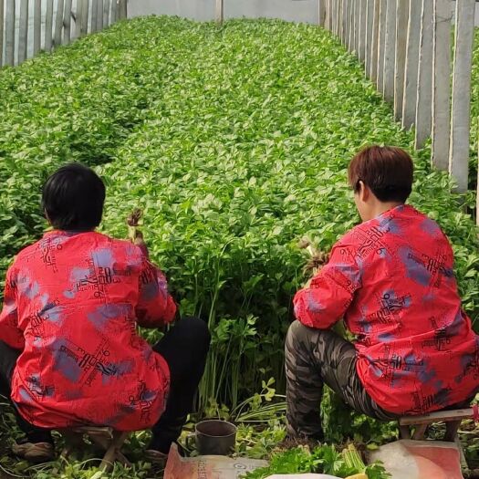 南通小香芹小西芹便宜出售，批发菜店食堂饭店大量供应