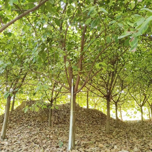 漳州花叶富贵榕批发福建漳州榕树基地大量现货富贵榕一手货源批发苗农