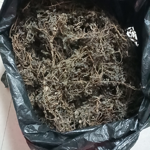 丹江口市武当山山野菜/干马齿苋