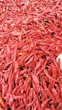 乐陵市我处自产自销干辣椒，辣椒质量高，货源充足，品种全。