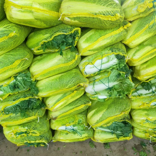 北京新3号，半毛菜大量供应，大量供应酸菜厂，加工厂