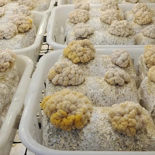 太康县金耳菌种