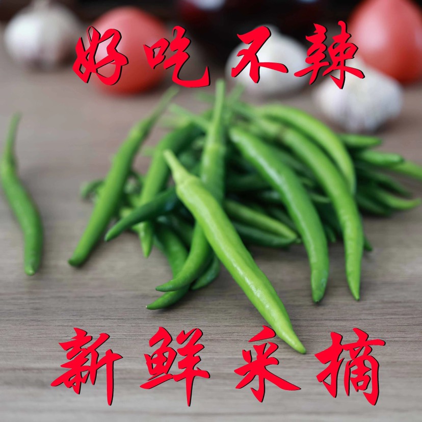 乐亭县杭椒（水果杭椒完全不辣）